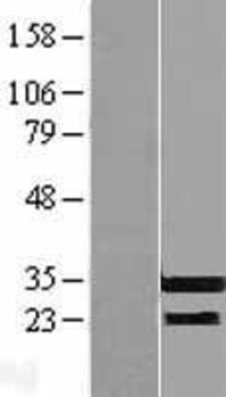 Novus Biologicals&trade;&nbsp;RFPL3 Overexpression Lysate