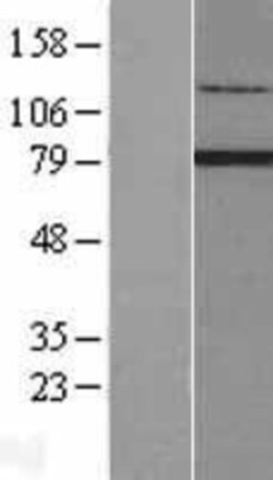 Novus Biologicals™ RFX2 Overexpression Lysate