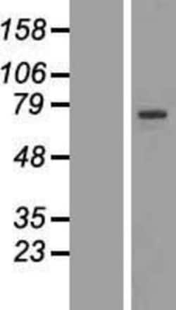 Novus Biologicals&trade;&nbsp;RFX4 Overexpression Lysate