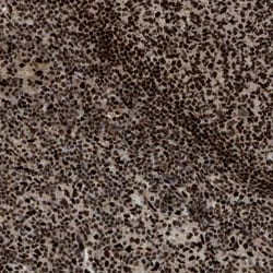 RFX5 Antibody, Novus Biologicals:Antibodies:Primary Antibodies