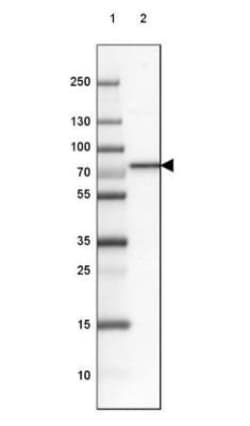 RFX5 Antibody, Novus Biologicals:Antibodies:Primary Antibodies