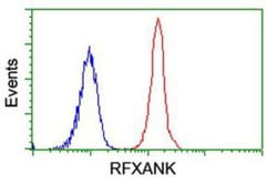 RFXANK Antibody (OTI3E7), Novus Biologicals 0.1mL; Unlabeled:Antibodies,