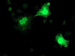RFXANK Antibody (OTI3E7), Novus Biologicals 0.1mL; Unlabeled:Antibodies,
