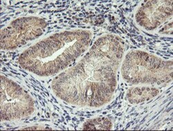 RFXANK Antibody (OTI3E7), Novus Biologicals 0.1mL; Unlabeled:Antibodies,