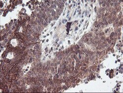 RFXANK Antibody (OTI3E7), Novus Biologicals 0.1mL; Unlabeled:Antibodies,