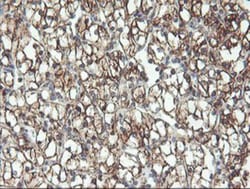 RFXANK Antibody (OTI3E7), Novus Biologicals 0.1mL; Unlabeled:Antibodies,