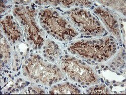 RFXANK Antibody (OTI3E7), Novus Biologicals 0.1mL; Unlabeled:Antibodies,
