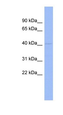 RG9MTD1 Antibody, Novus Biologicals 100&mu;L; Unlabeled:Antibodies, Polyclonal
