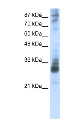 RG9MTD2 Antibody, Novus Biologicals 100μL; Unlabeled:Antibodies, Polyclonal