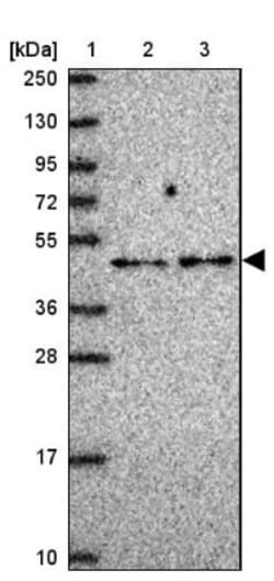 RG9MTD2 Antibody, Novus Biologicals 0.1mL; Unlabeled:Antibodies, Polyclonal