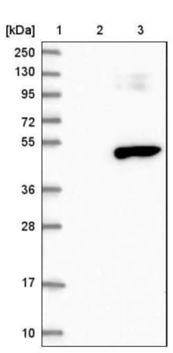 RG9MTD3 Antibody, Novus Biologicals 0.1mL; Unlabeled:Antibodies, Polyclonal