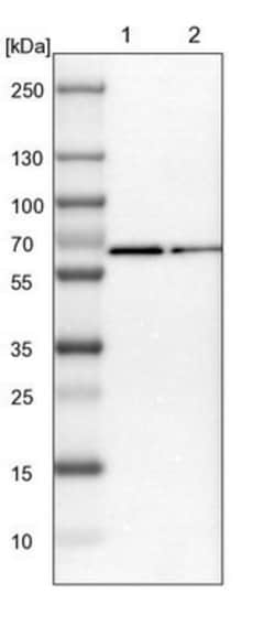 RGAG4 Antibody, Novus Biologicals:Antibodies:Primary Antibodies