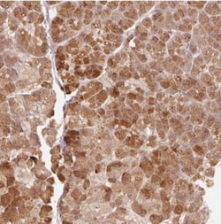 RGL2 Antibody, Novus Biologicals 0.1mL; Unlabeled:Antibodies, Polyclonal