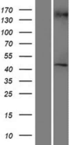 Novus Biologicals&trade;&nbsp;RGP1 Overexpression Lysate