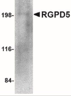 RGPD5 Antibody - BSA Free, Novus Biologicals 0.1mg; Unlabeled:Antibodies,