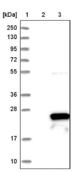 RGS10 Antibody, Novus Biologicals:Antibodies:Primary Antibodies