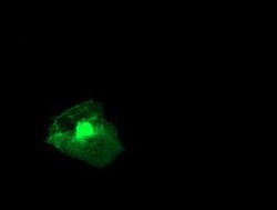 RGS16 Antibody (OTI4E5), Novus Biologicals 0.1mL; Unlabeled:Antibodies,