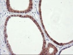 RGS16 Antibody (OTI4E5), Novus Biologicals 0.1mL; Unlabeled:Antibodies,