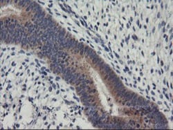RGS16 Antibody (OTI4E5), Novus Biologicals 0.1mL; Unlabeled:Antibodies,