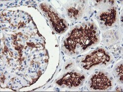 RGS16 Antibody (OTI4E5), Novus Biologicals 0.1mL; Unlabeled:Antibodies,
