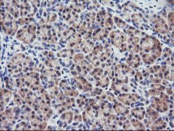 RGS16 Antibody (OTI4E5), Novus Biologicals 0.1mL; Unlabeled:Antibodies,