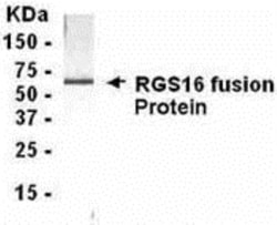 RGS16 Antibody - BSA Free, Novus Biologicals 0.025 mg, Unconjugated:Antibodies,