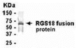 RGS18 Antibody - BSA Free 0.05mg; Unlabeled:Antibodies, Polyclonal