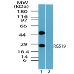 RGS19 Antibody, Novus Biologicals 0.1mg; Unlabeled:Antibodies, Polyclonal