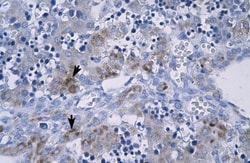 RGS9 Antibody, Novus Biologicals 100&mu;L; Unlabeled:Antibodies, Polyclonal