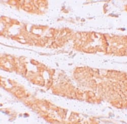 RHAMM/CD168 Antibody - BSA Free, Novus Biologicals 0.025 mg, Unconjugated:Antibodies,