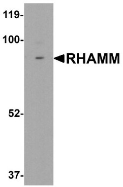 RHAMM/CD168 Antibody - BSA Free, Novus Biologicals 0.025 mg, Unconjugated:Antibodies,