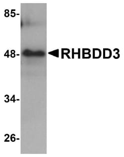 RHBDD3 Antibody - BSA Free, Novus Biologicals:Antibodies:Primary Antibodies