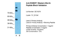RHBDF1 Antibody, Novus Biologicals 0.05mg; Unlabeled:Antibodies, Polyclonal