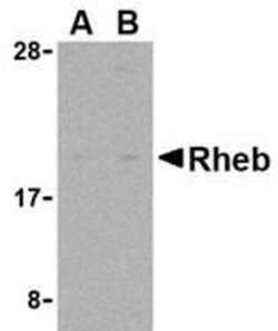 Rheb Antibody - BSA Free, Novus Biologicals 0.1mg; Unlabeled:Antibodies,