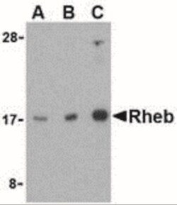 Rheb Antibody - BSA Free, Novus Biologicals 0.025 mg, Unconjugated:Antibodies,