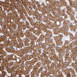 RHEBL1 Antibody, Novus Biologicals:Antibodies:Primary Antibodies