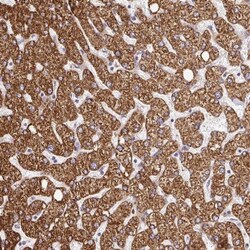 RHEBL1 Antibody, Novus Biologicals:Antibodies:Primary Antibodies