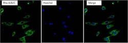 RhoA Antibody (1A11-4G10), Novus Biologicals 0.1mg; Unlabeled:Antibodies,