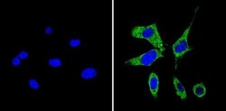 RhoA Antibody (1A11-4G10), Novus Biologicals 0.1mg; Unlabeled:Antibodies,