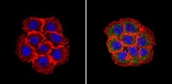RhoA Antibody (1A11-4G10), Novus Biologicals 0.1mg; Unlabeled:Antibodies,