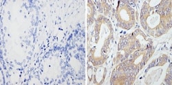 RhoA Antibody (1A11-4G10), Novus Biologicals 0.1mg; Unlabeled:Antibodies,