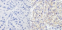 RhoA Antibody (1A11-4G10), Novus Biologicals 0.1mg; Unlabeled:Antibodies,
