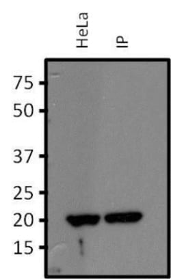 RhoA Antibody (1A11-4G10), Novus Biologicals 0.1mg; Unlabeled:Antibodies,