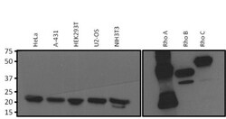 RhoA Antibody (1A11-4G10), Novus Biologicals 0.1mg; Unlabeled:Antibodies,