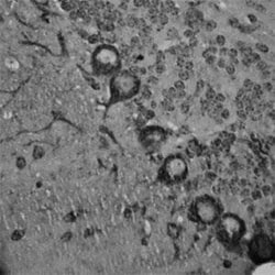 RhoA Antibody, Novus Biologicals:Antibodies:Primary Antibodies