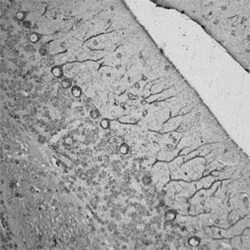 RhoA Antibody, Novus Biologicals:Antibodies:Primary Antibodies