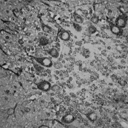 RhoA Antibody, Novus Biologicals:Antibodies:Primary Antibodies