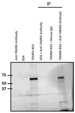 TAMRA Antibody (5G5), Novus Biologicals 0.1mg; Unlabeled:Antibodies, Monoclonal