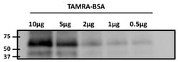 TAMRA Antibody (5G5), Novus Biologicals 0.1mg; Unlabeled:Antibodies, Monoclonal