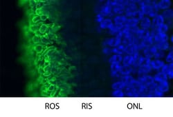 Rhodopsin Antibody (B630), Novus Biologicals 0.1mL; Unlabeled:Antibodies,
